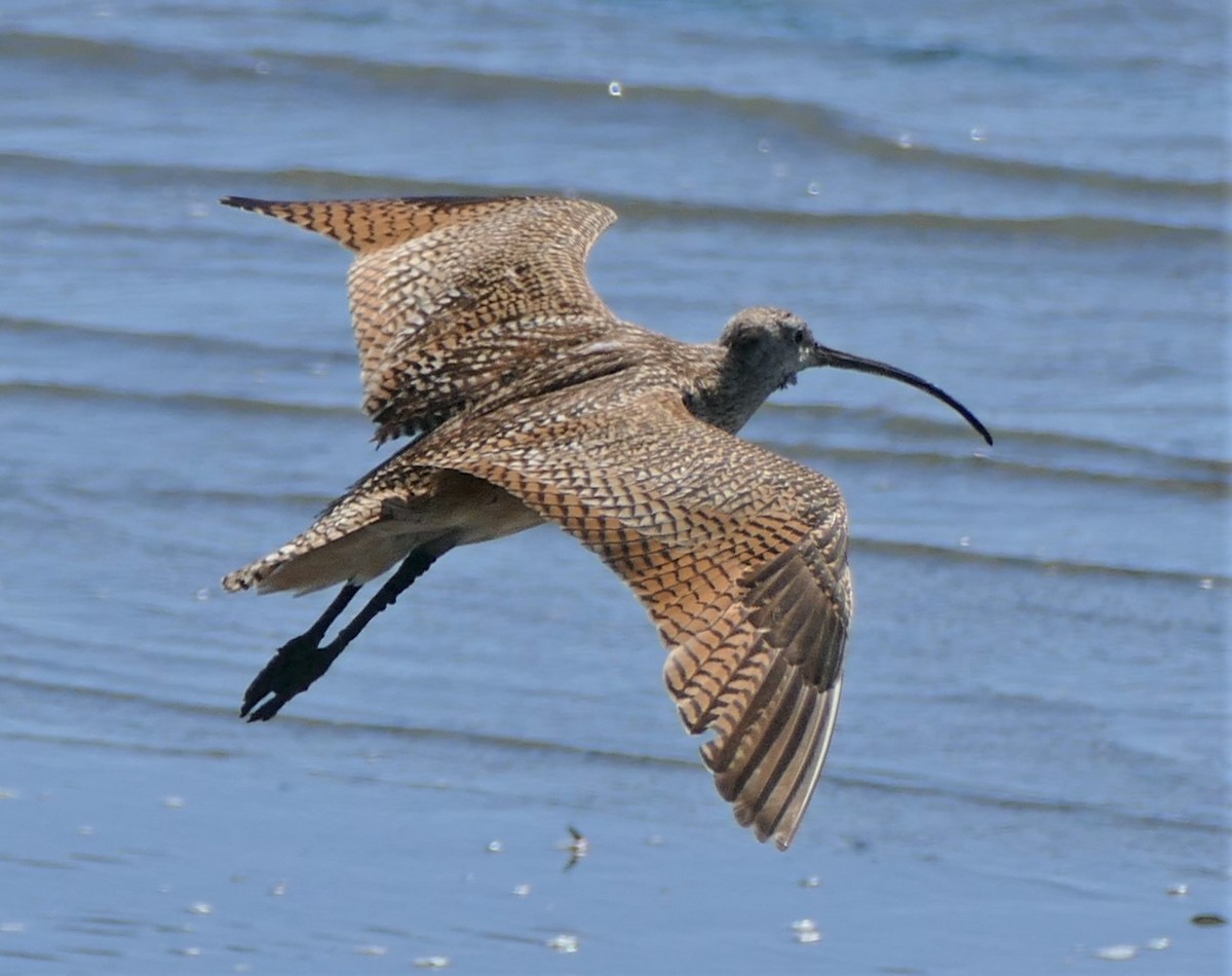 Long-billed Curlew - ML466522761