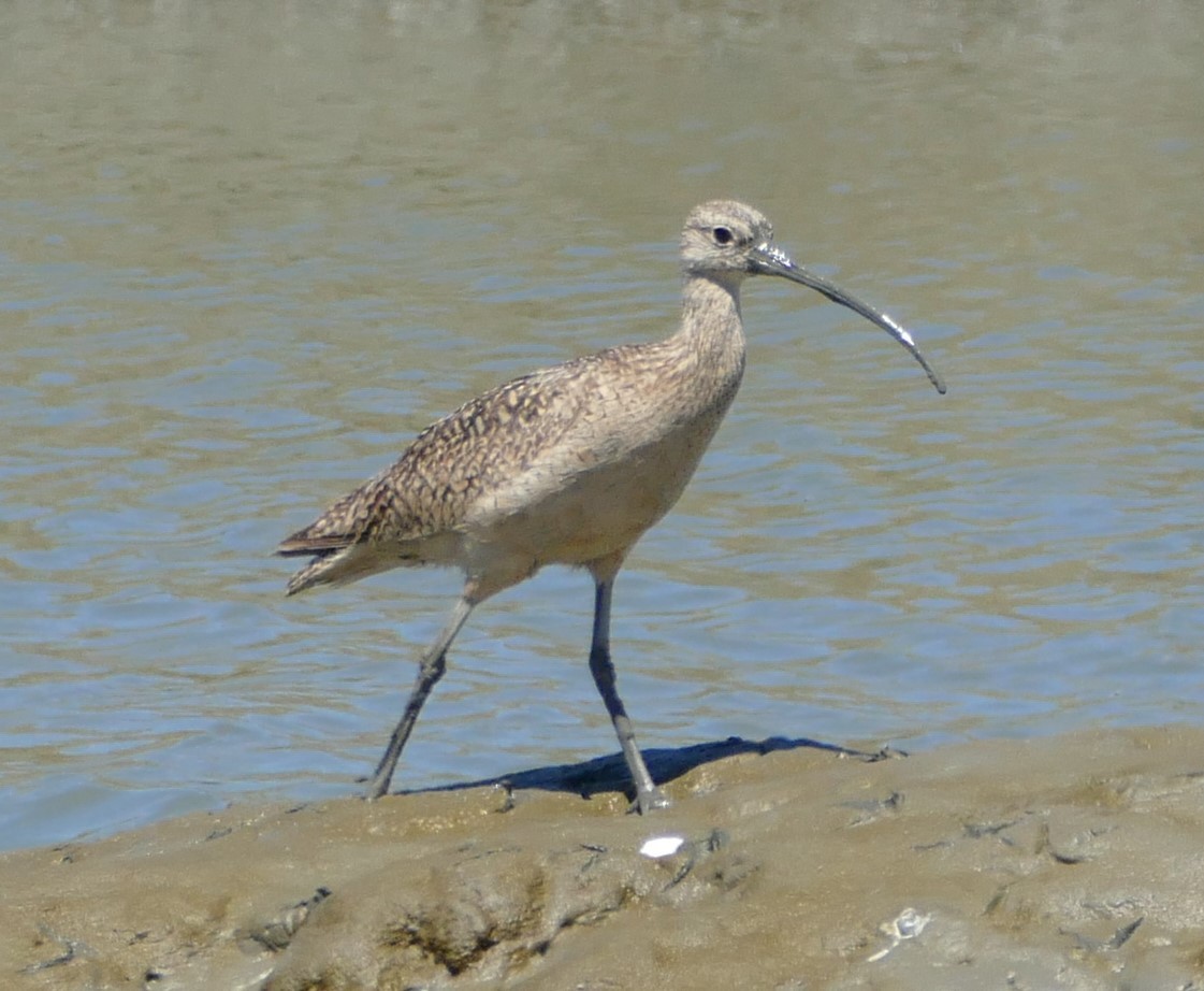 Long-billed Curlew - ML466522781