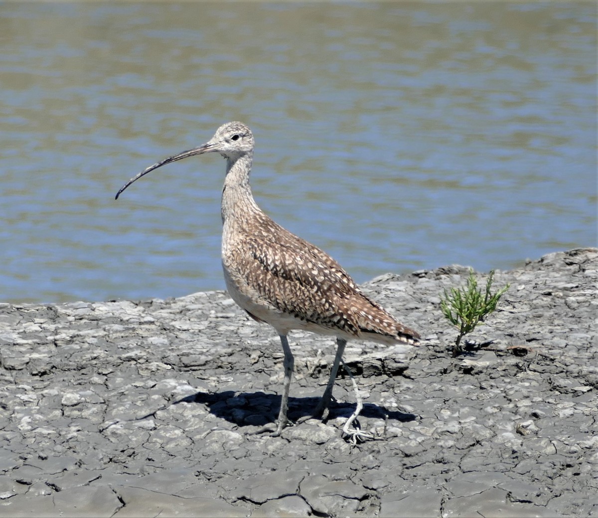 Long-billed Curlew - ML466522791