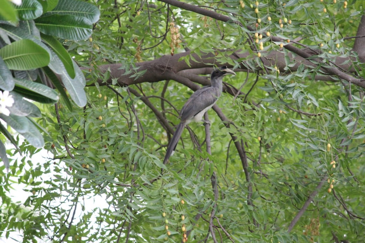 Indian Gray Hornbill - ML466523231