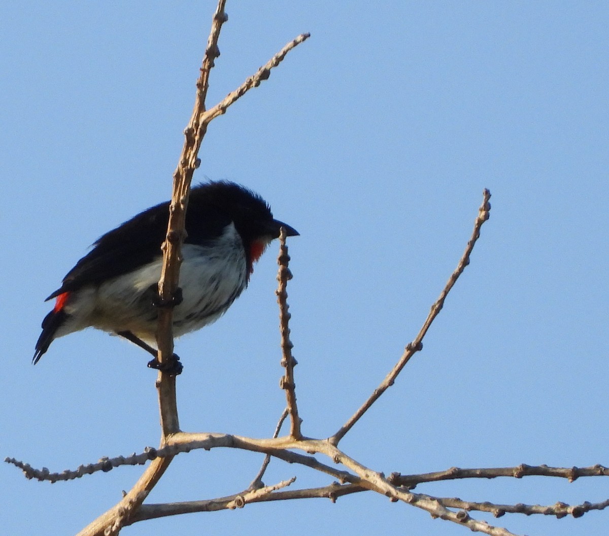 Red-chested Flowerpecker - ML466523631