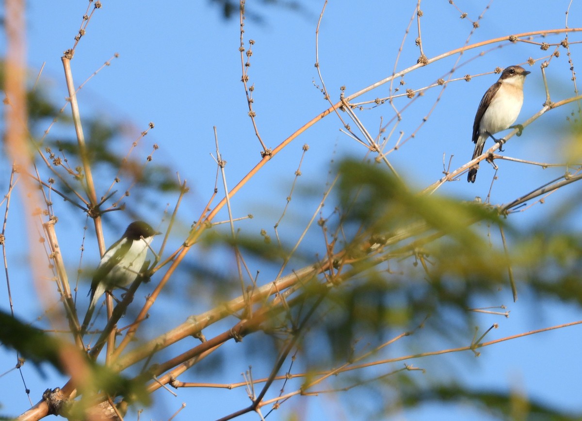 Timor Bushchat - ML466523771