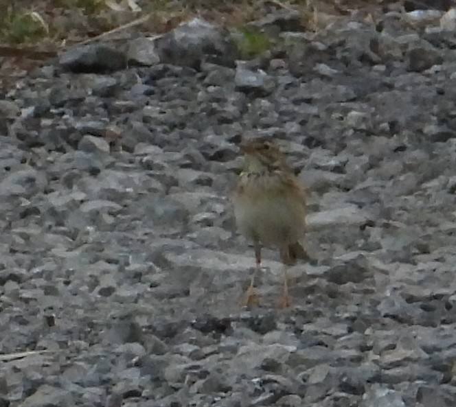 Paddyfield Pipit - ML466523821