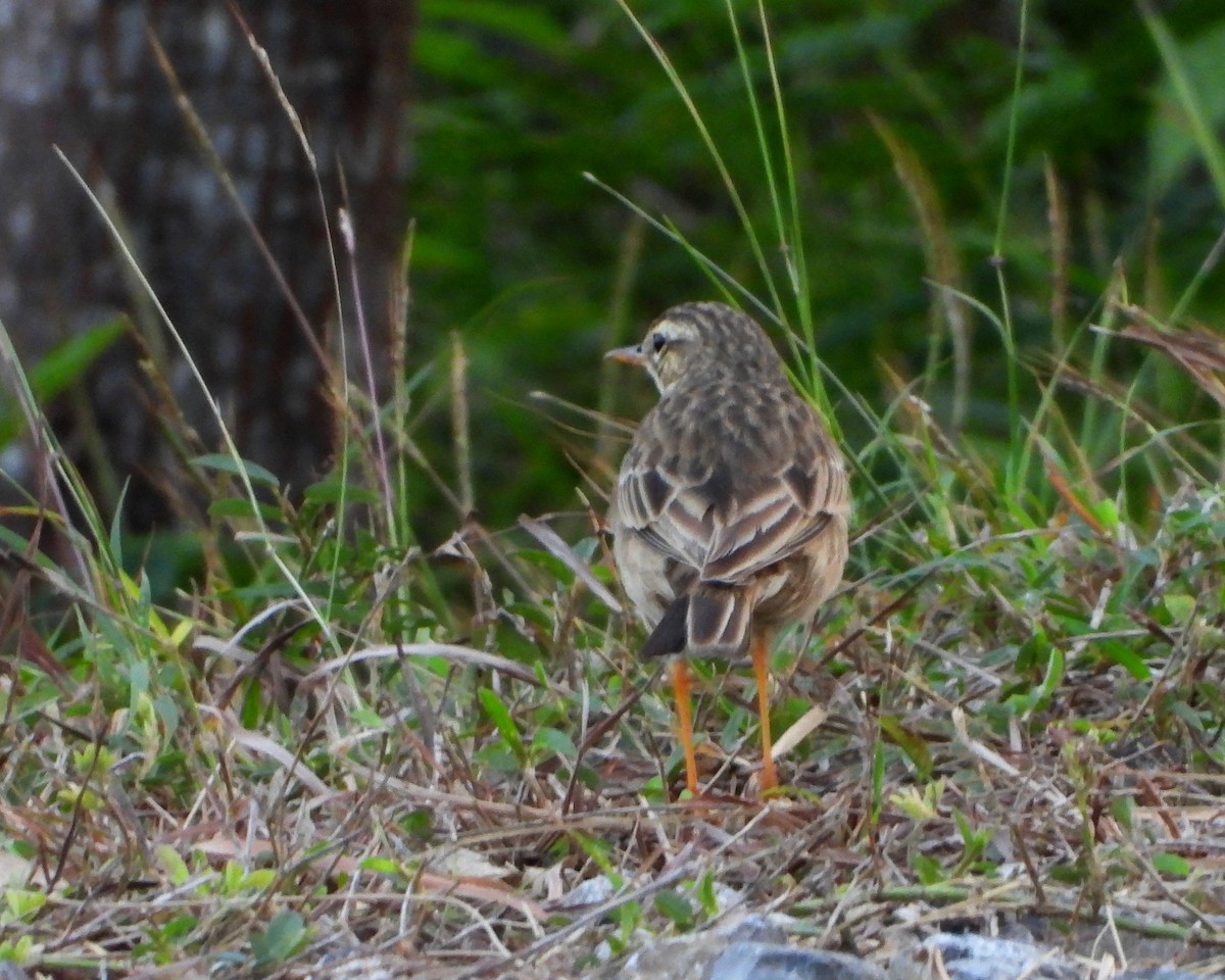 Paddyfield Pipit - ML466523831