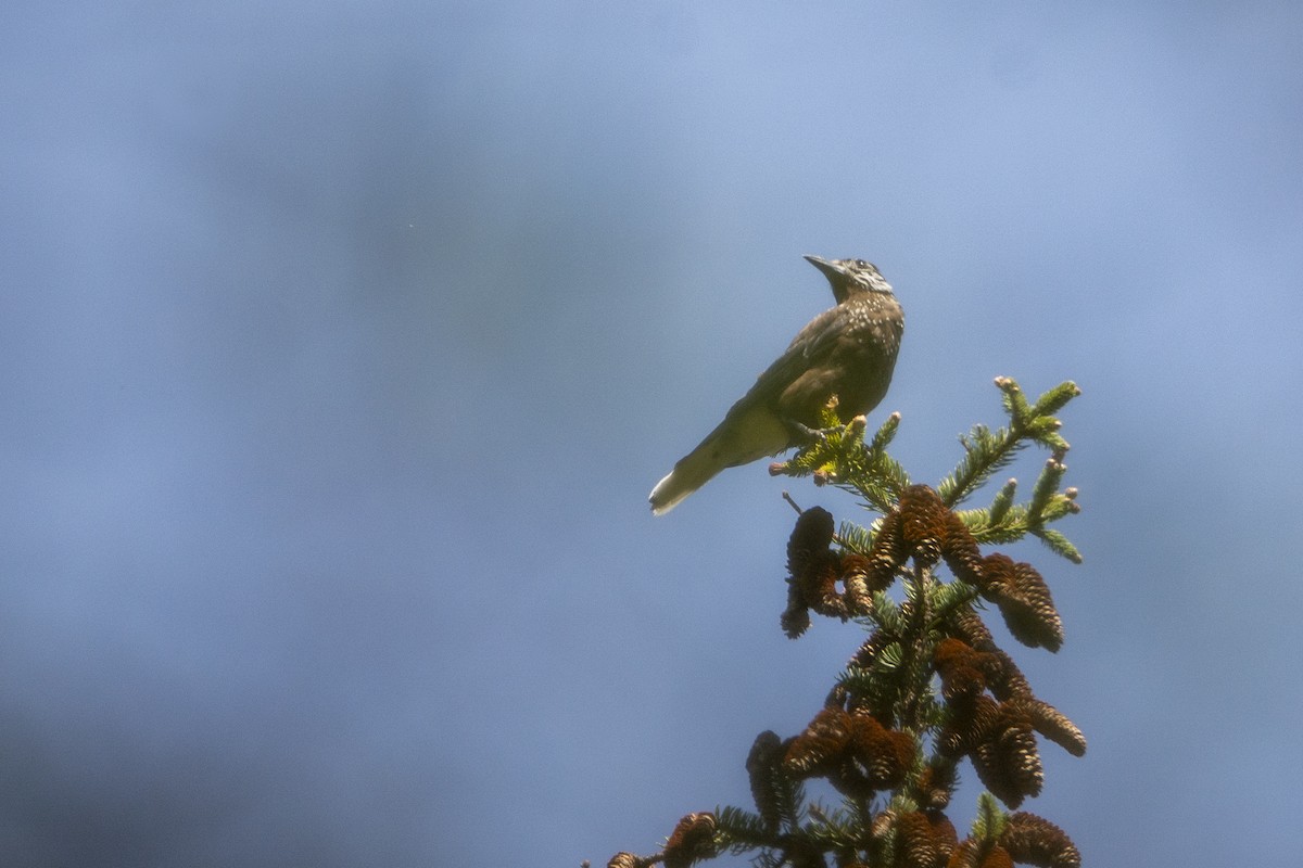 Southern Nutcracker - ML466524151