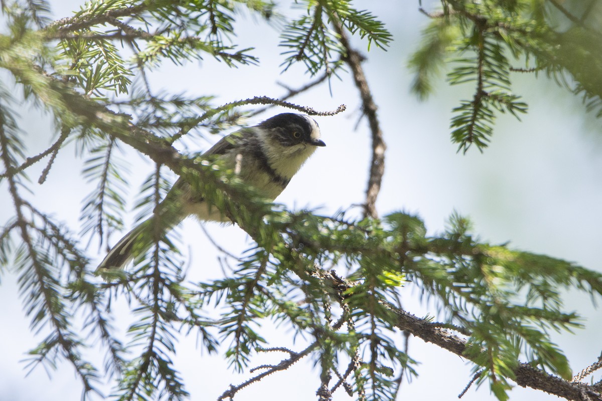Sooty Tit - ML466524781