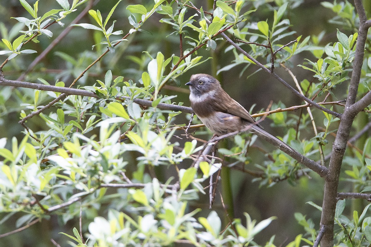 Sooty Tit - ML466524791
