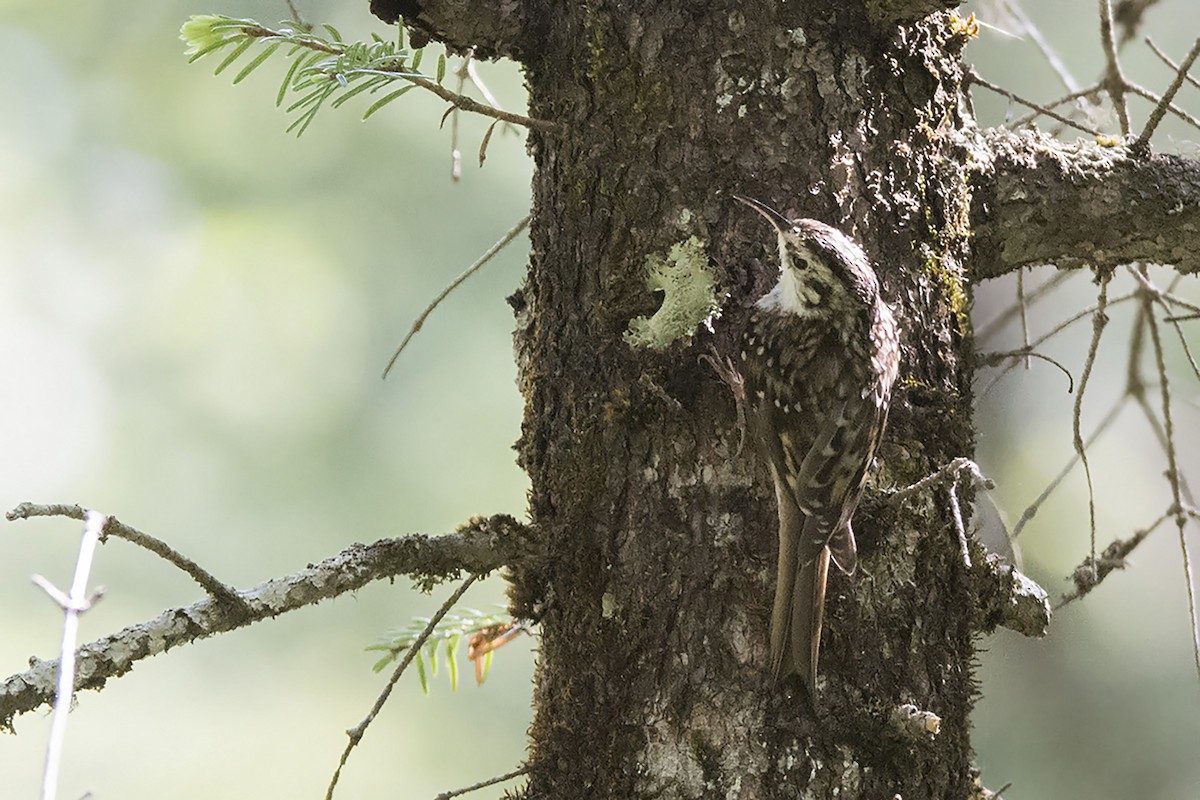 Hodgson's Treecreeper - ML466524831
