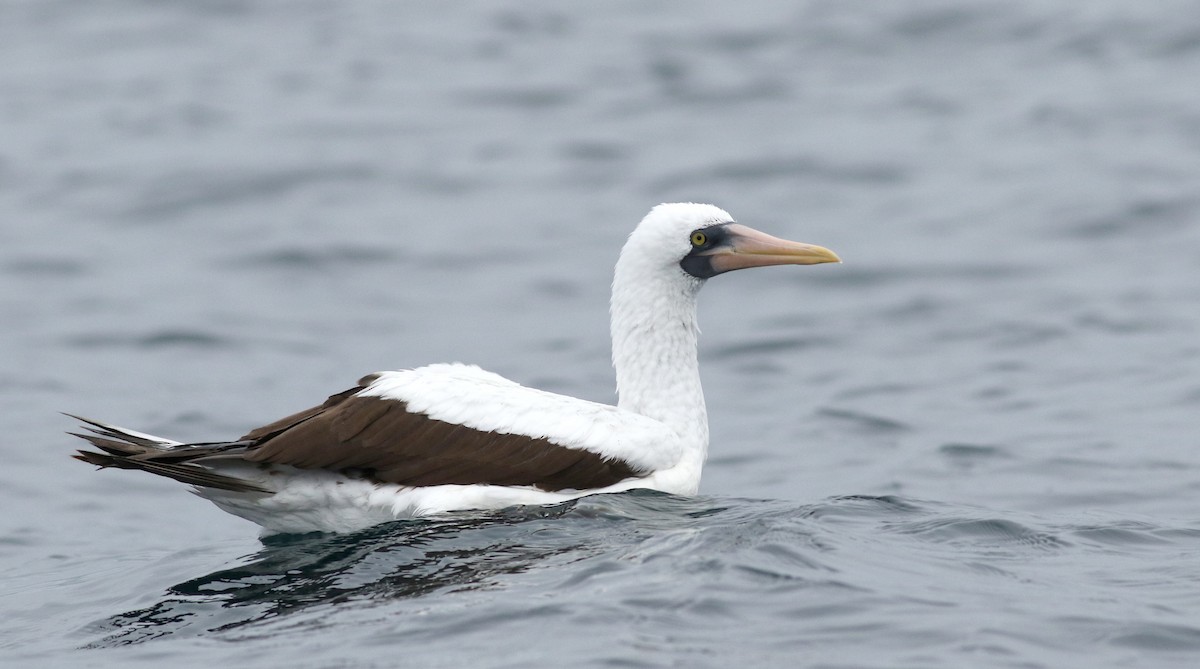 Nazca Booby - ML466524871