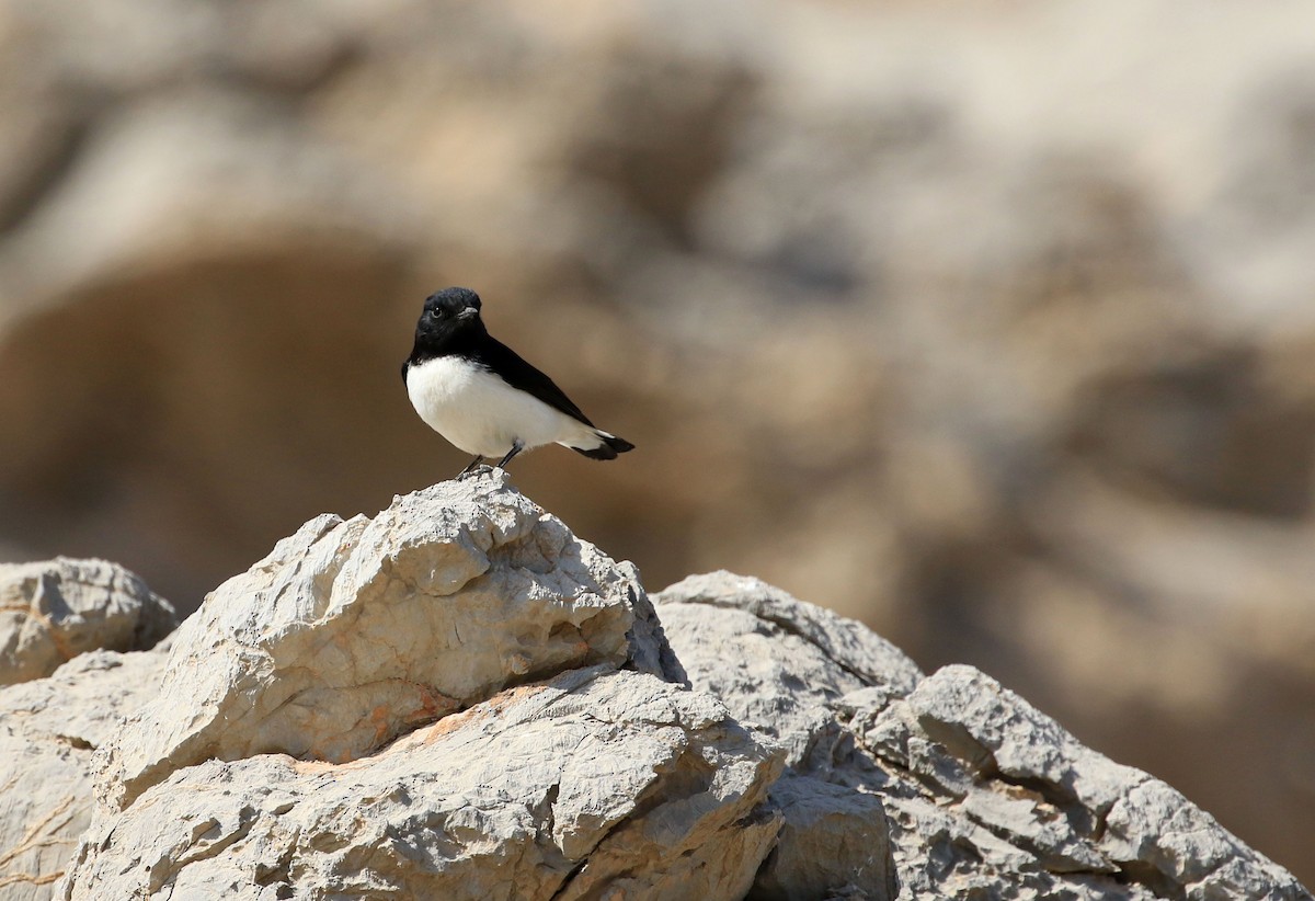 Hume's Wheatear - ML46652491