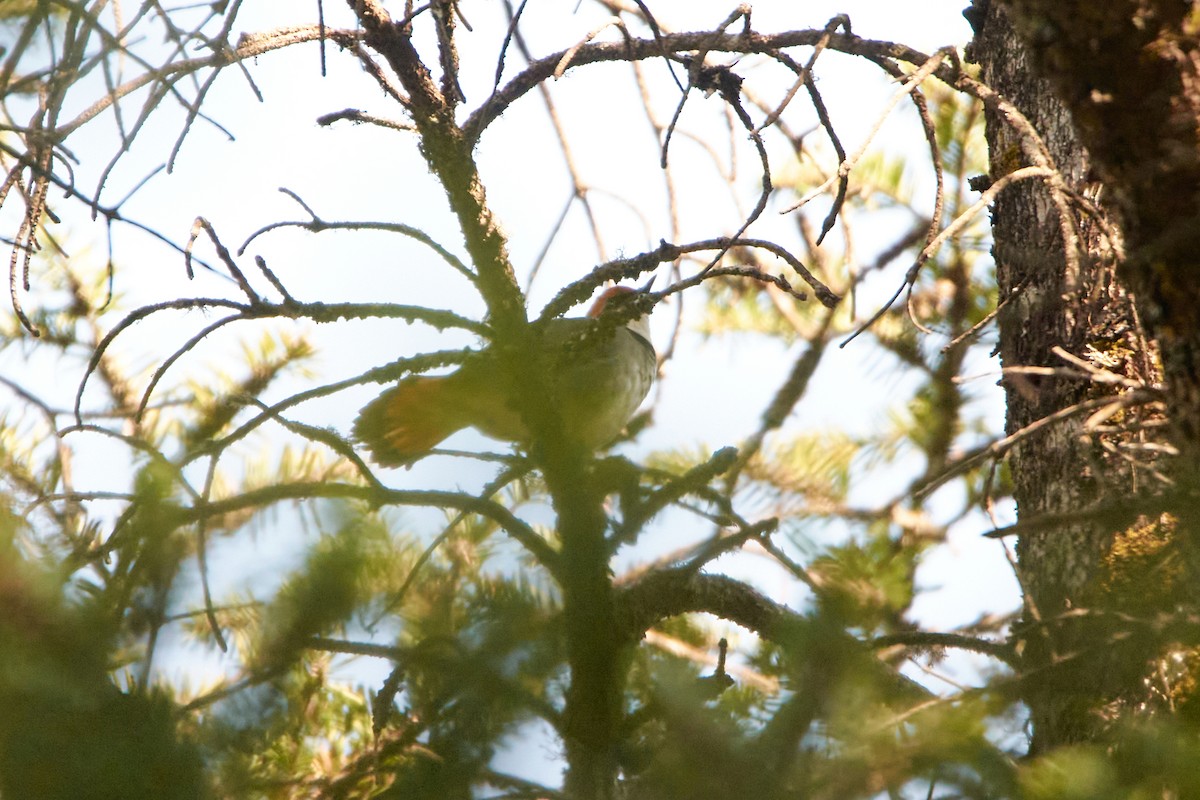 Rufous-headed Robin - ML466525181