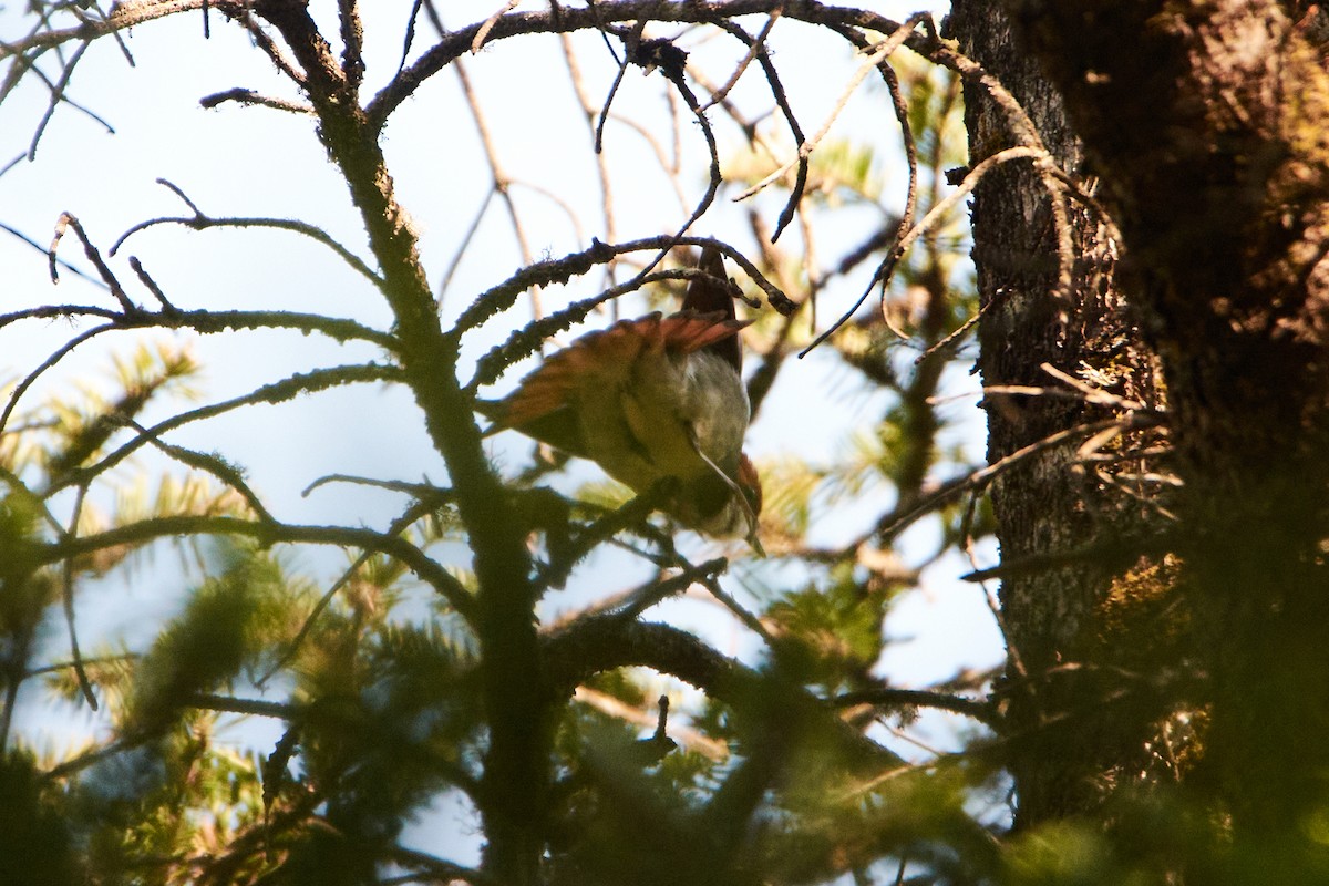 Rufous-headed Robin - ML466525191