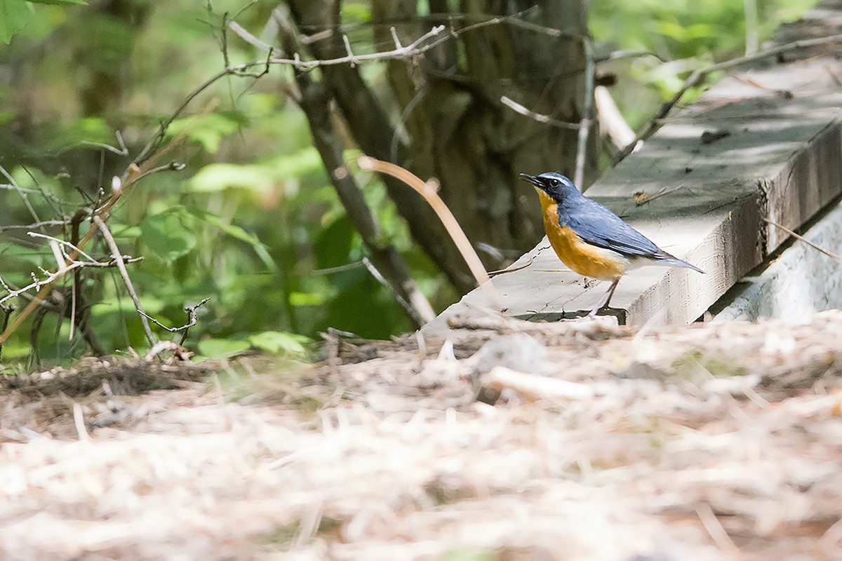 Indian Blue Robin - ML466525331