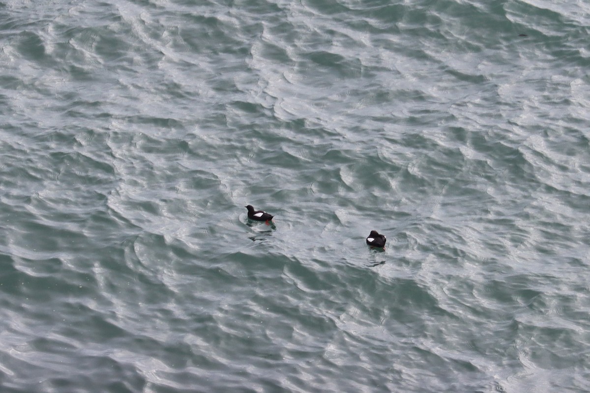 Black Guillemot - Colin Sumrall