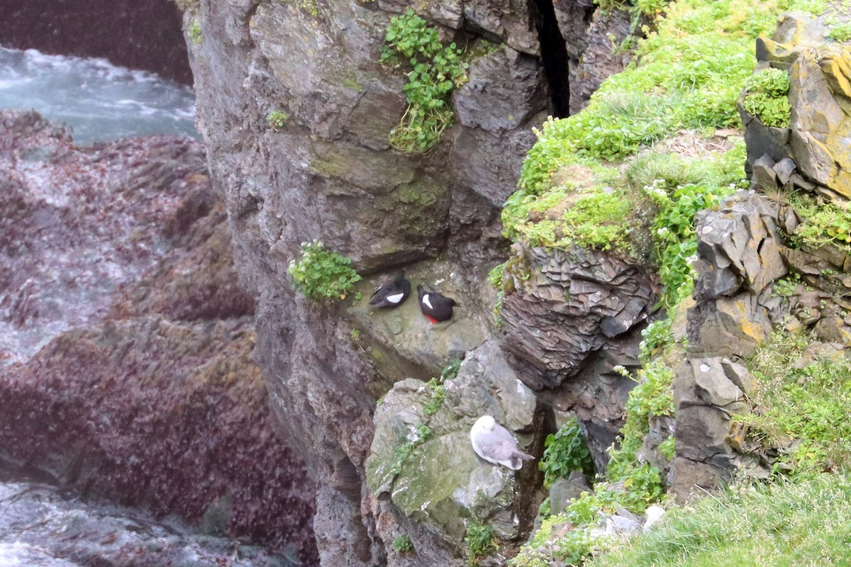 Black Guillemot - ML466525781