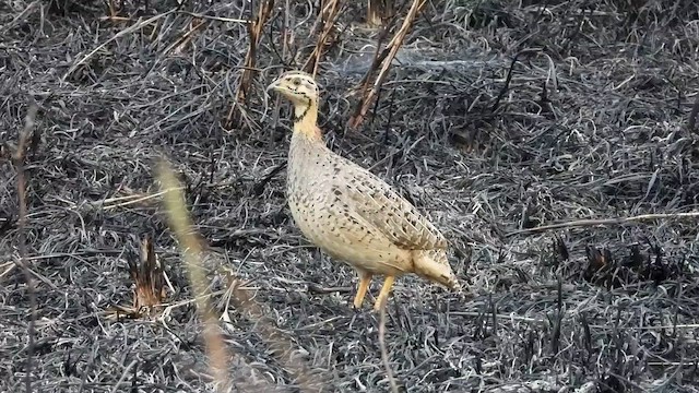 Coqui Francolin - ML466525881