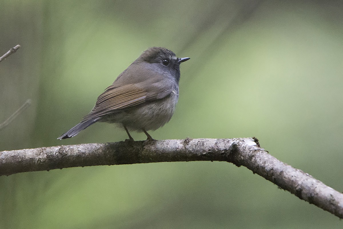 Rufous-gorgeted Flycatcher - ML466525931