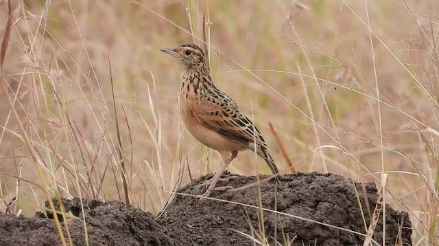 Rufous-naped Lark - ML466526091