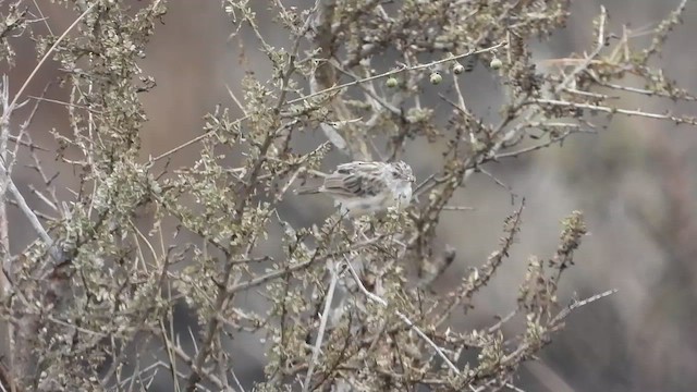 Desert Cisticola - ML466526181