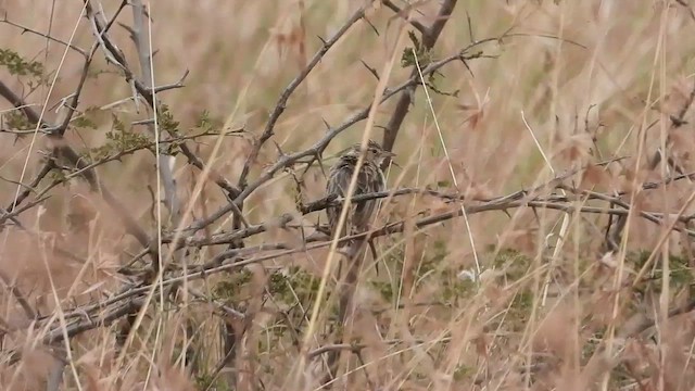 Pectoral-patch Cisticola - ML466526211