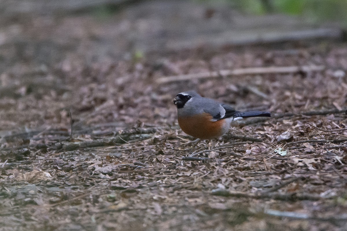 Gray-headed Bullfinch - ML466526251