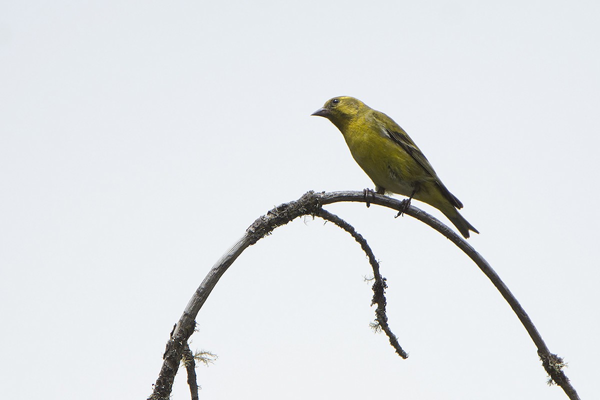 Tibetan Serin - ML466526401