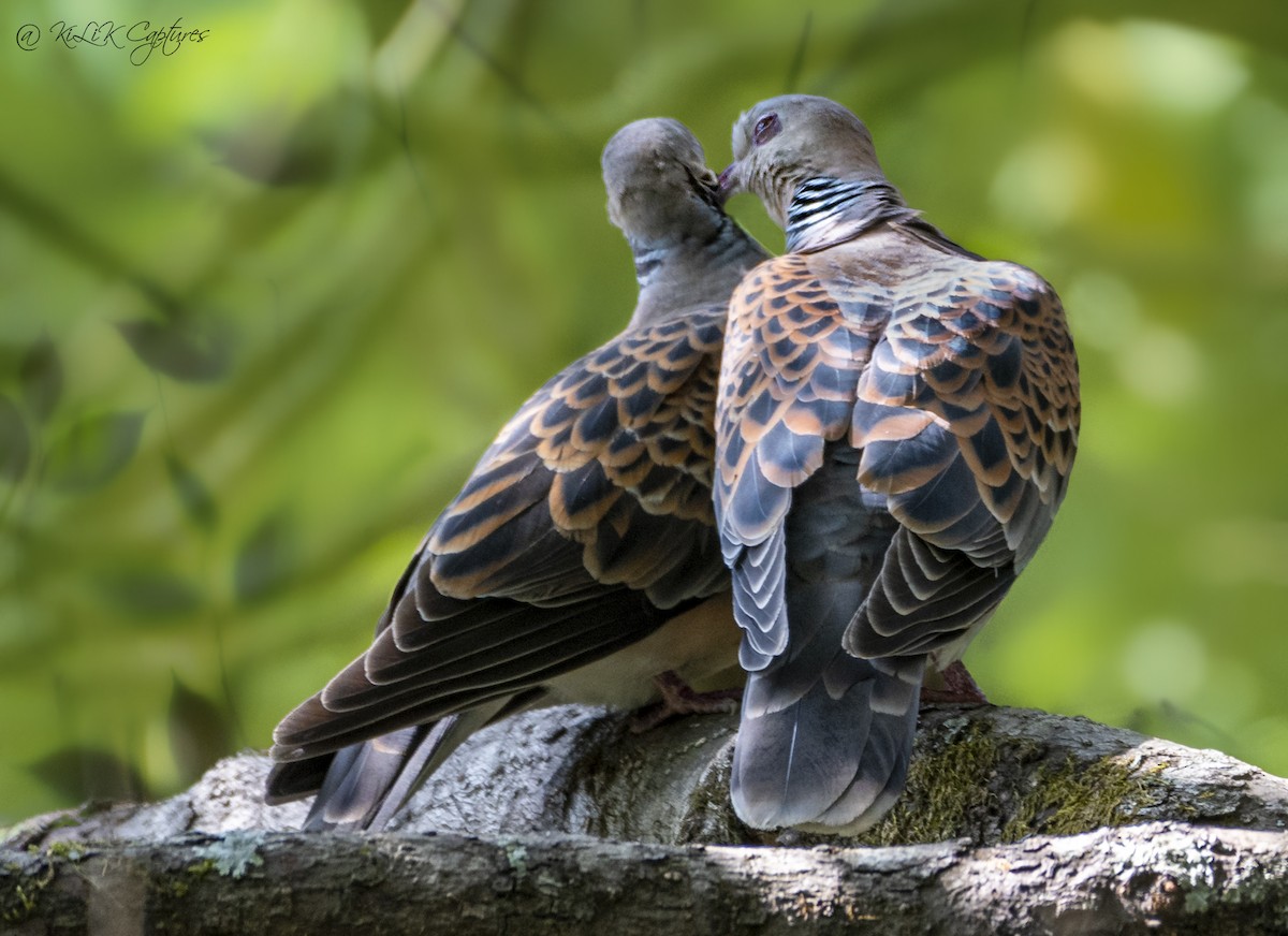 Oriental Turtle-Dove - ML466526501