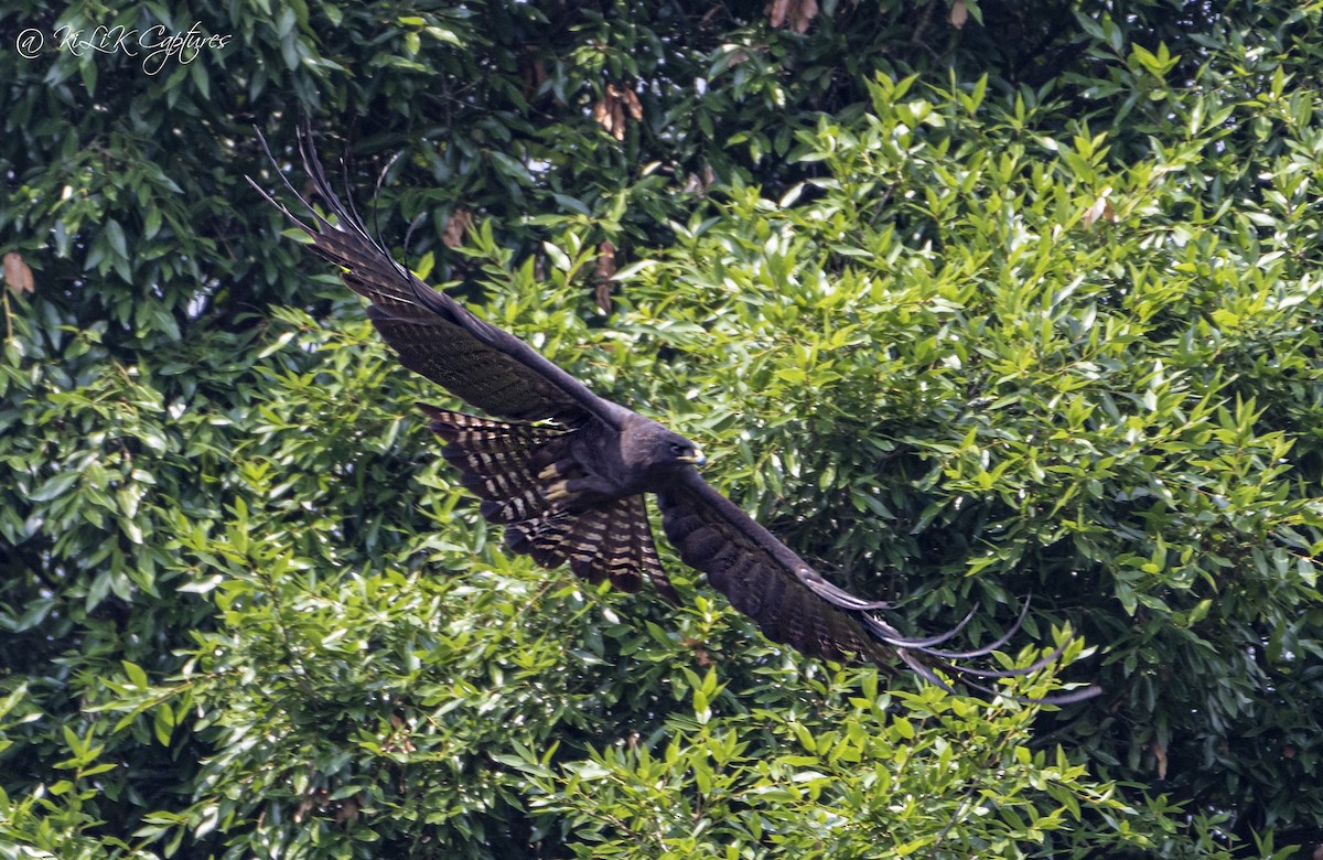 Águila Milana - ML466526541