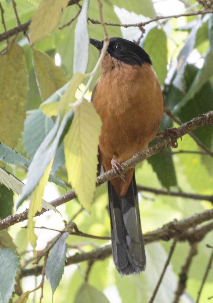 Rufous Sibia - ML466526581