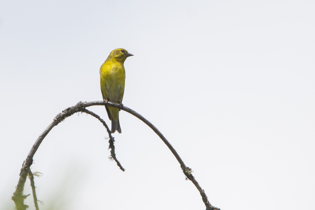 Tibetan Serin - ML466526721