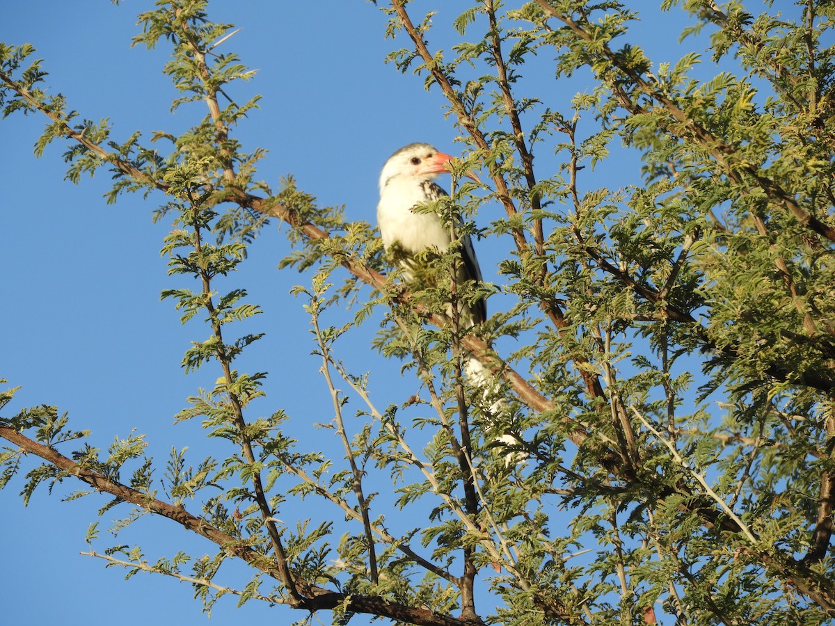Damara Red-billed Hornbill - Mac  McCall