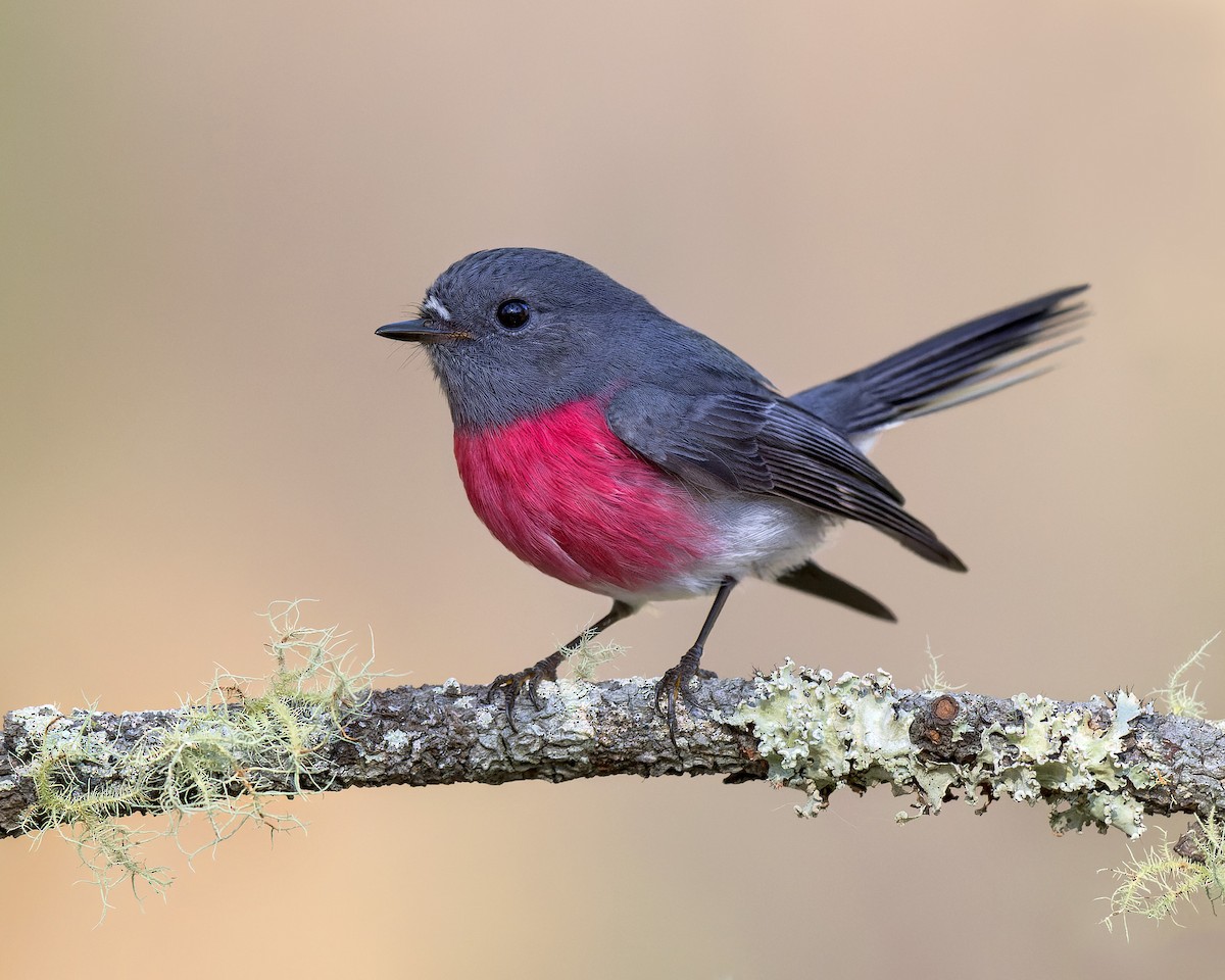 Rose Robin - Ricky Goodyear