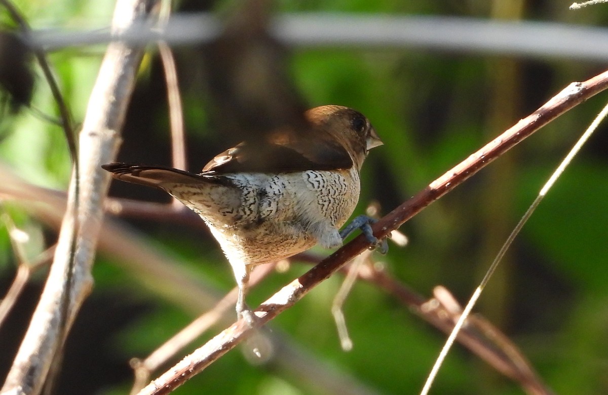 Black-faced Munia - ML466528111