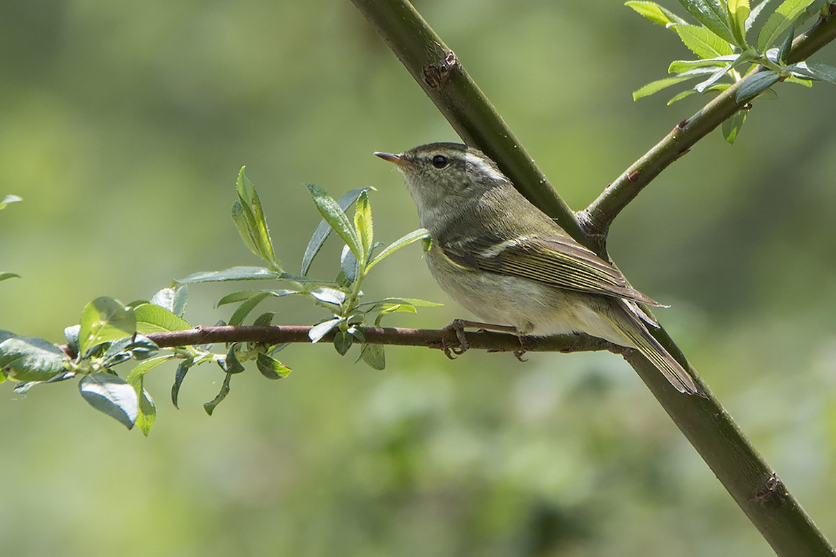 Sichuan Leaf Warbler - ML466528391