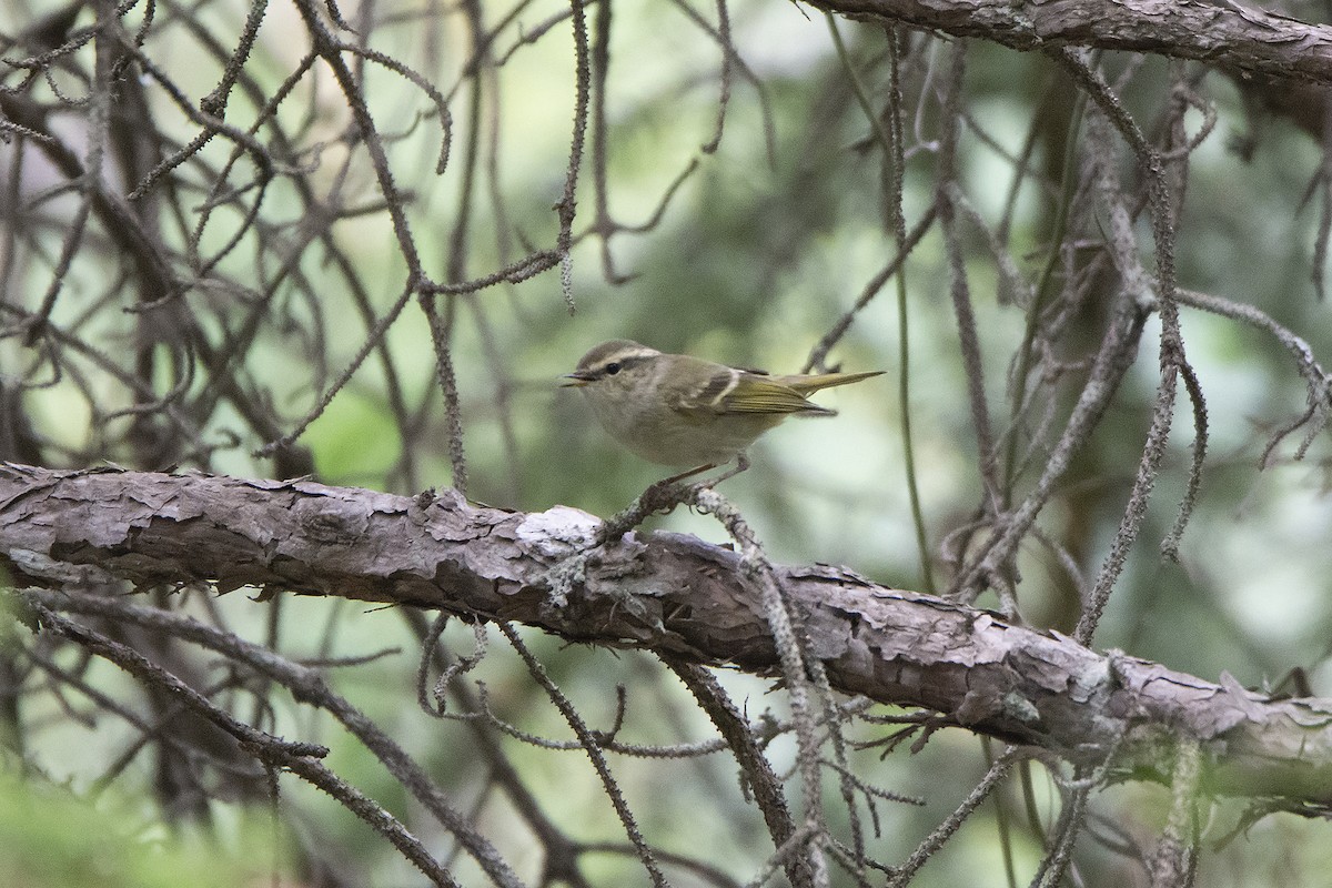 Sichuan Leaf Warbler - ML466528461