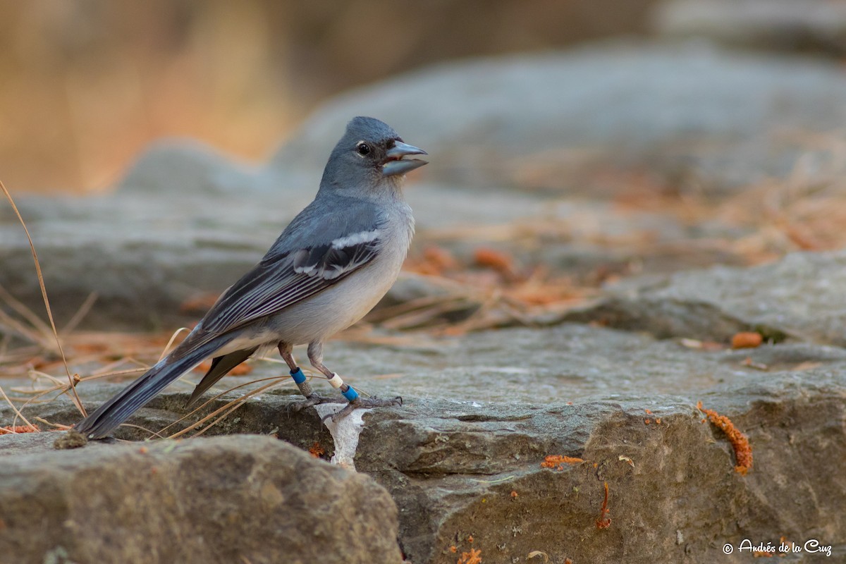 Gran Canaria Blue Chaffinch - ML466529031