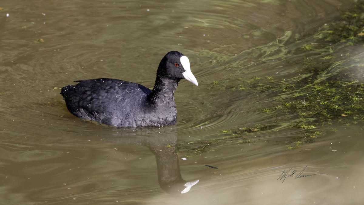 Халзан түнжүүр - ML466530571