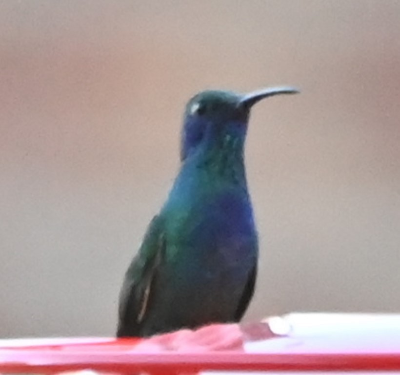 kolibřík zelený - ML466531781