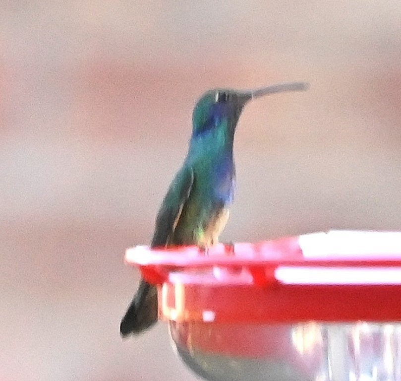 kolibřík zelený - ML466531801