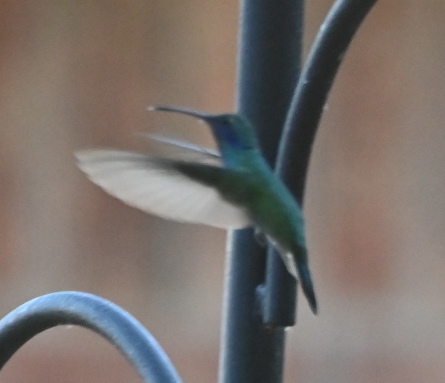 kolibřík zelený - ML466531831