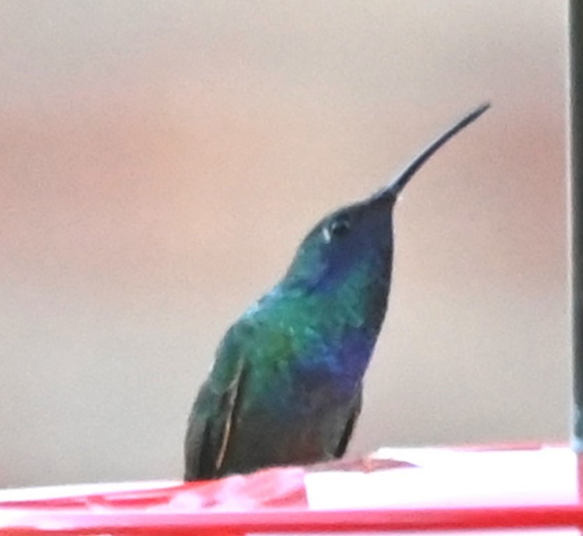 kolibřík zelený - ML466531861