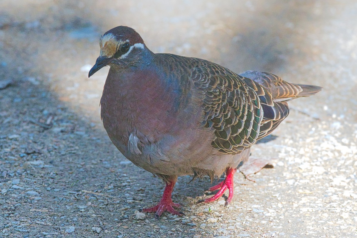 Common Bronzewing - ML466532011