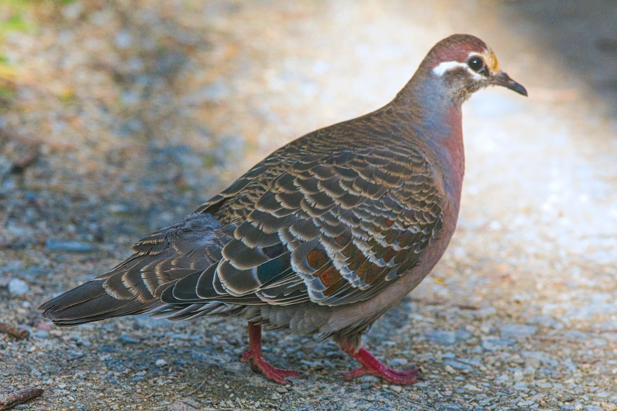 Common Bronzewing - ML466532021