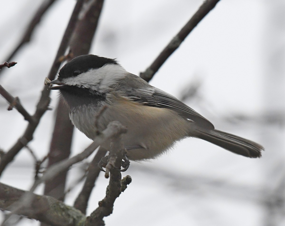 Mésange à tête noire - ML46653361