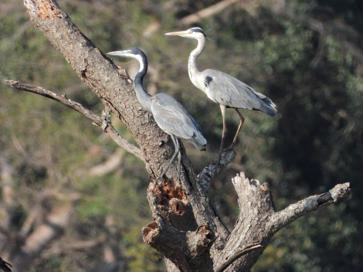 Black-headed Heron - ML466533881