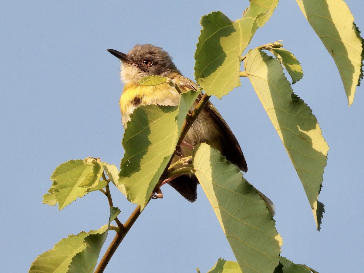 Yellow-breasted Apalis - ML466534041