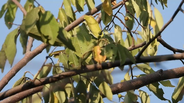 Apalis Pechigualdo - ML466534051