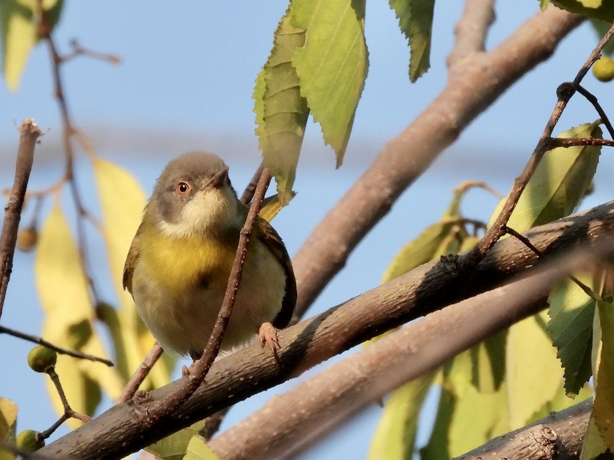 Yellow-breasted Apalis - ML466534061