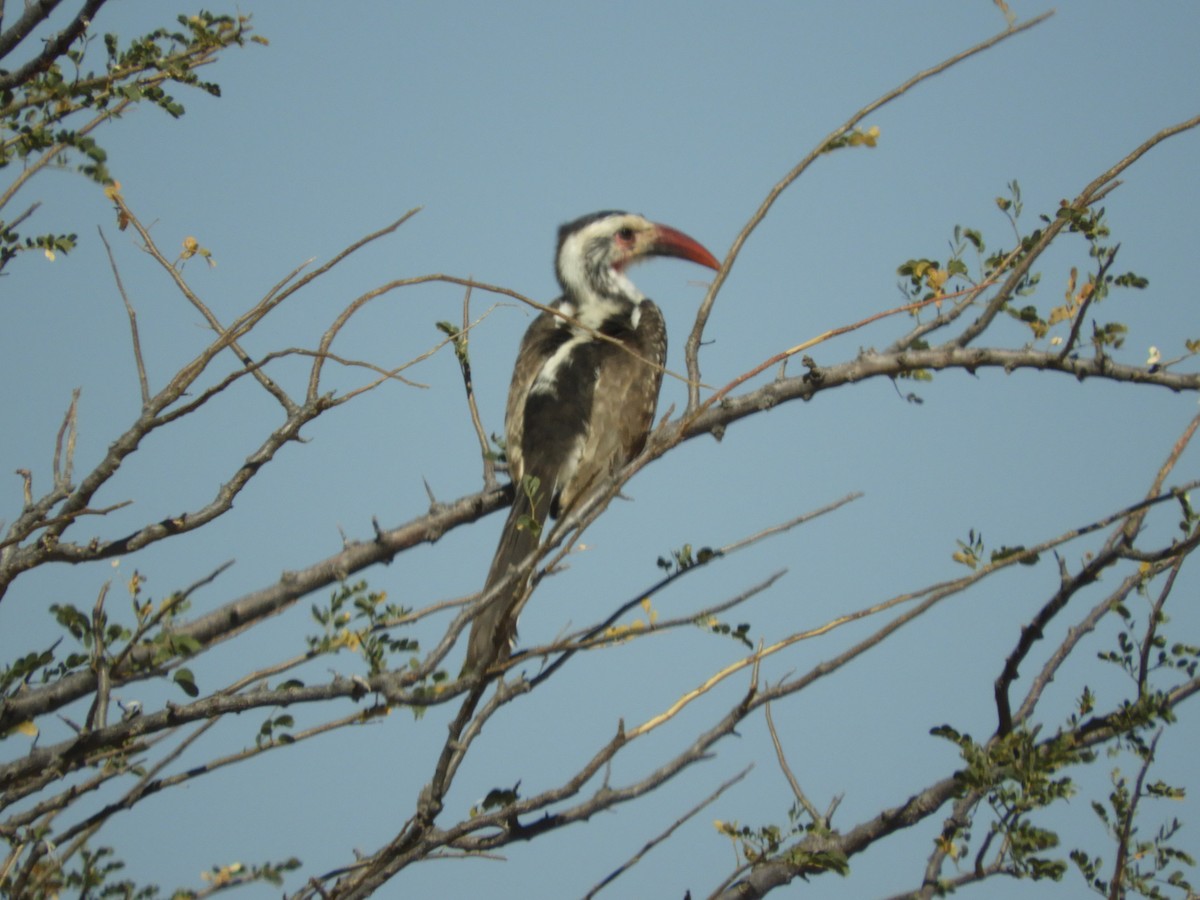 Damara Red-billed Hornbill - Mac  McCall