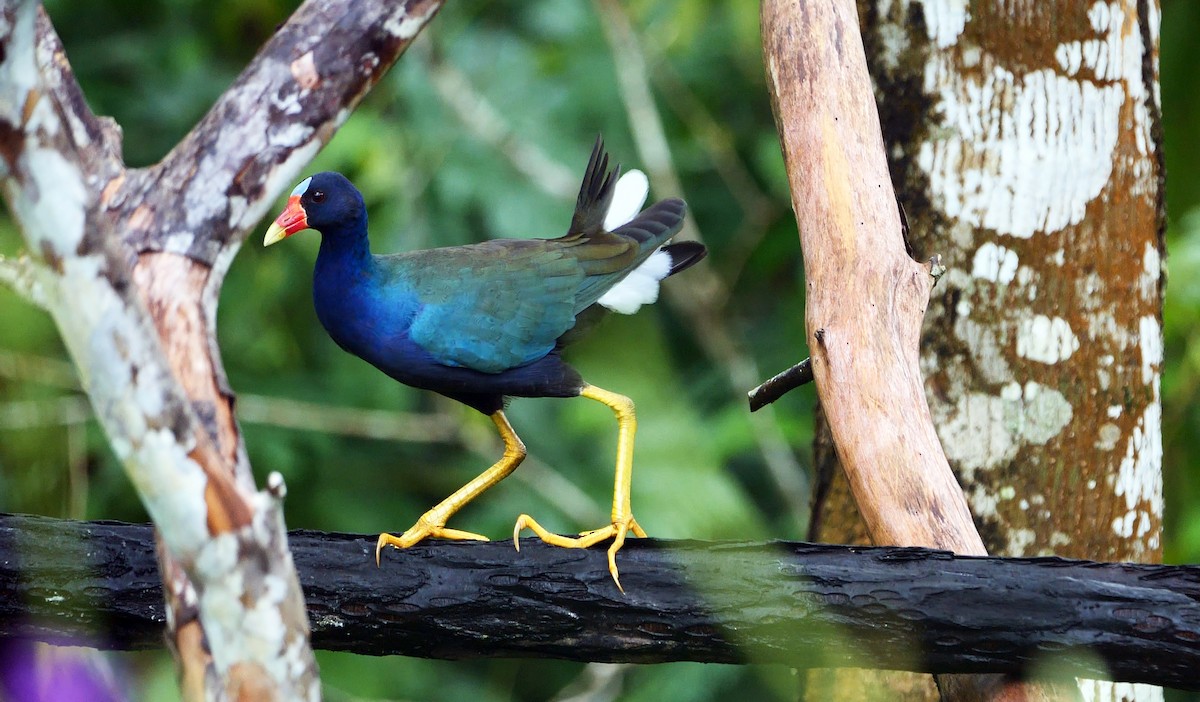 Purple Gallinule - ML466536791